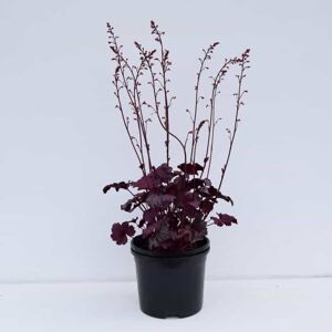 Heuchera 'Plum Royal' ---